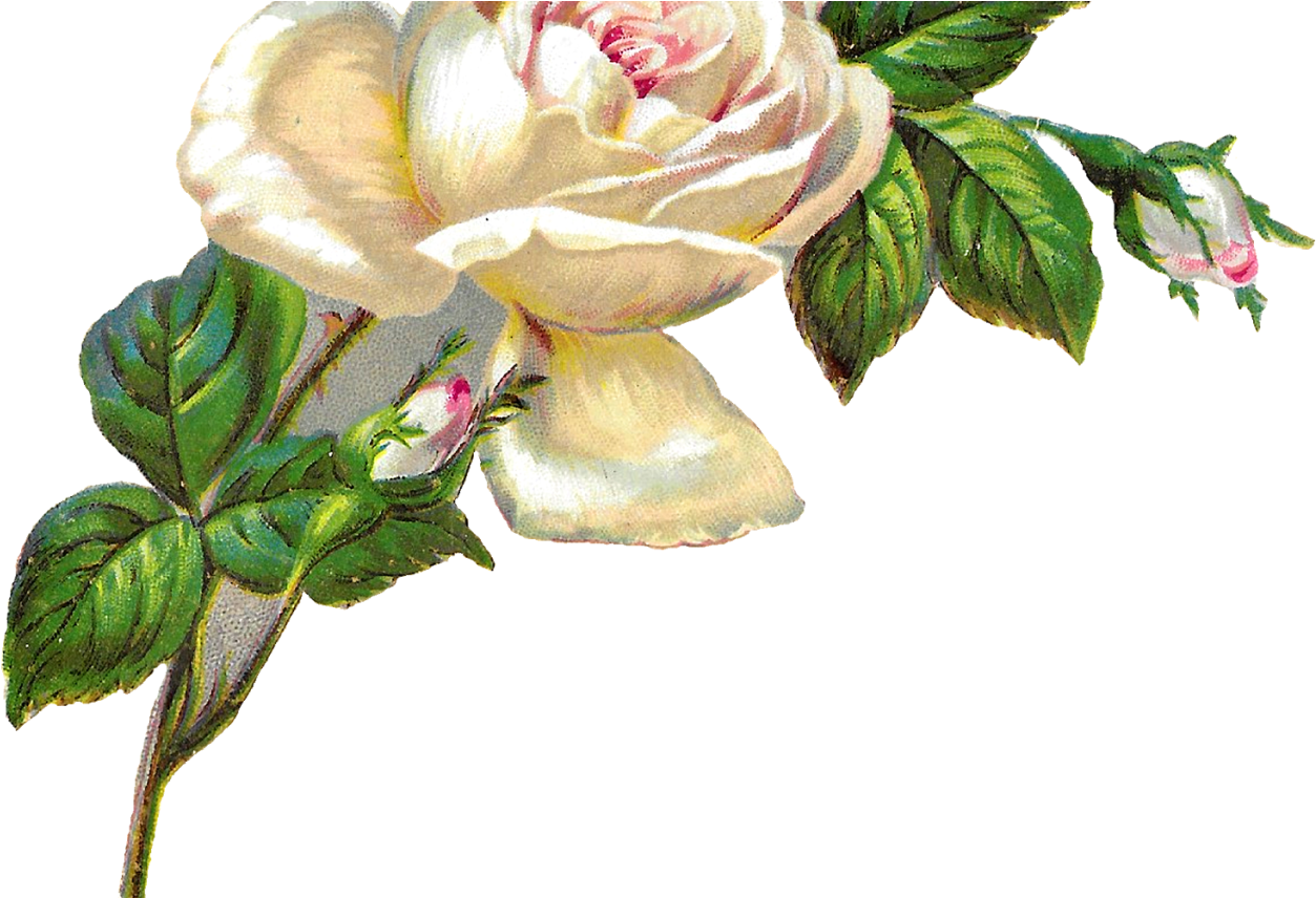 White Rose Shabby Chic Flower Image Clip Art - White Png Flowers Vintage (1368x855)