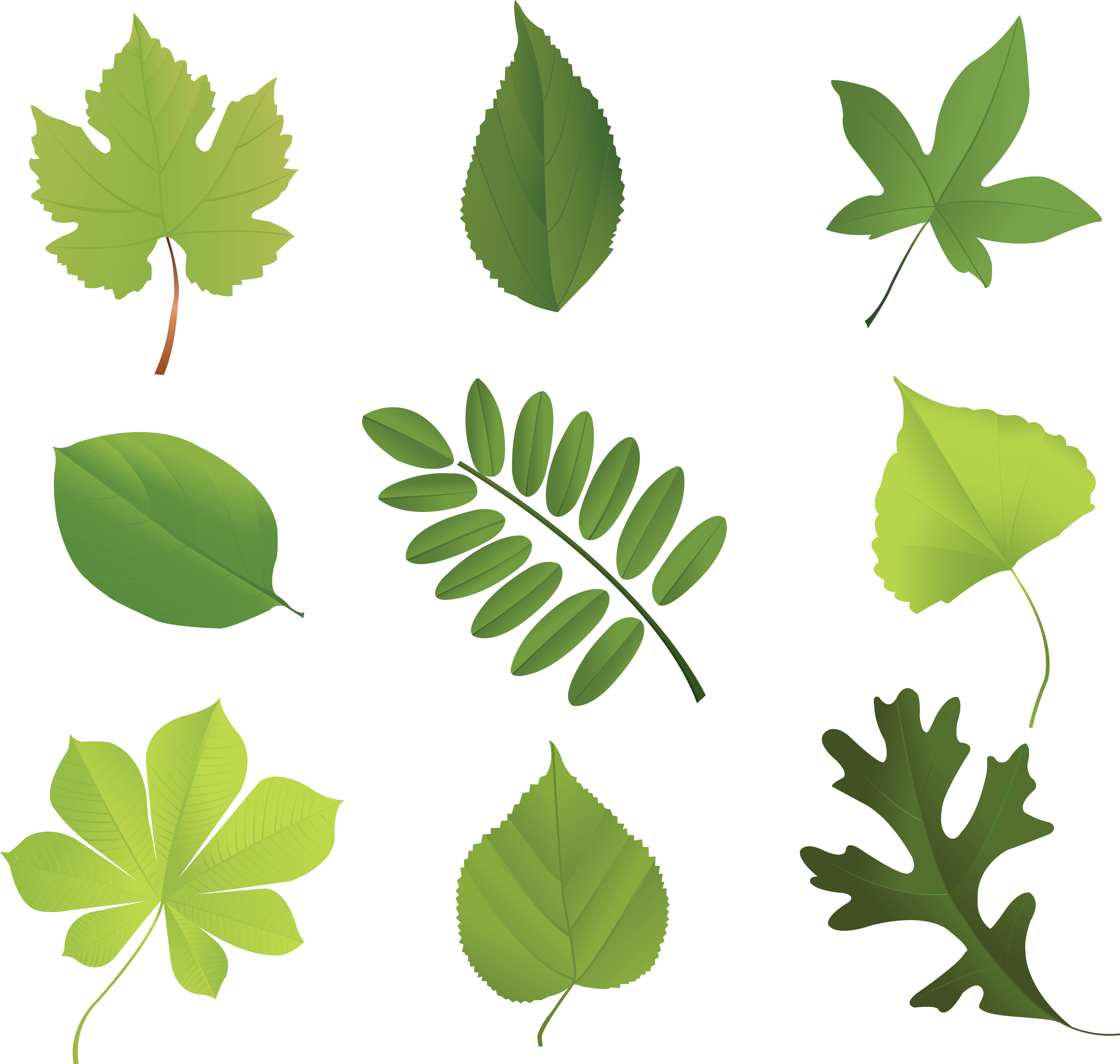 Leaf Encapsulated Postscript Tree - Different Kinds Of Leaves (4628x4396)