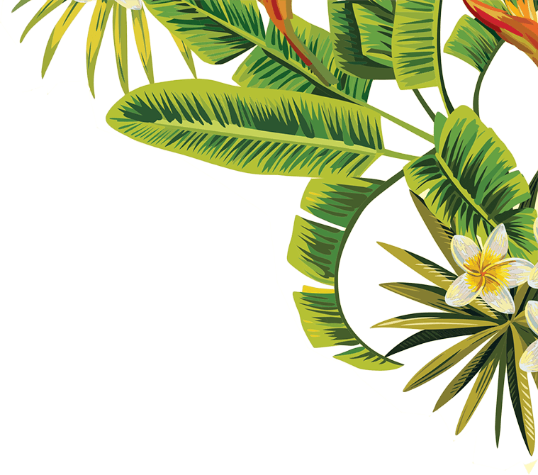 Leaves Leaf Tropical Green Palmtree California Nature - Tropical Palm Leaves Png (759x670)