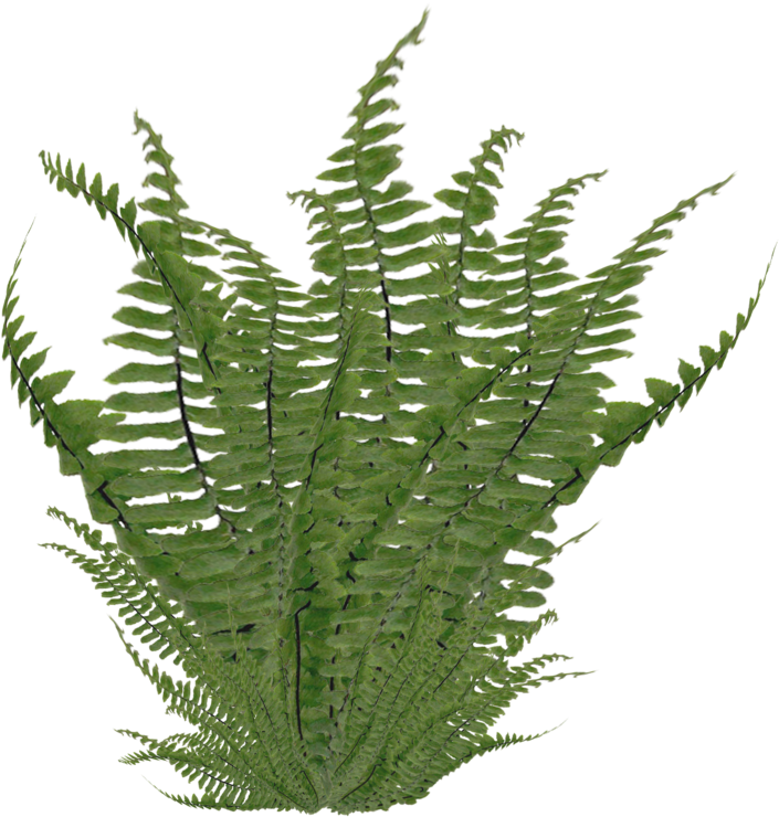 Ostrich Fern Nephrolepis Exaltata Clip Art - Bush Png (937x852)