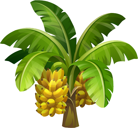 Banana - Banana Tree Images Hd Png (541x502)
