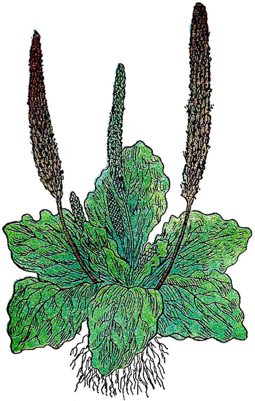 Leaf Herb Botany Banana Bread Clip Art - Plantain Herb Clip Art (813x1280)
