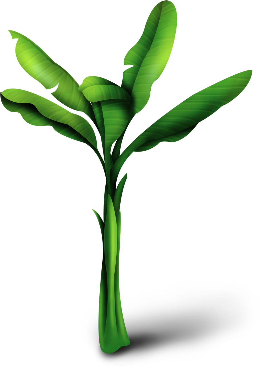 Musa Basjoo Cooking Banana Banana Leaf - Hardy Banana (920x1280)