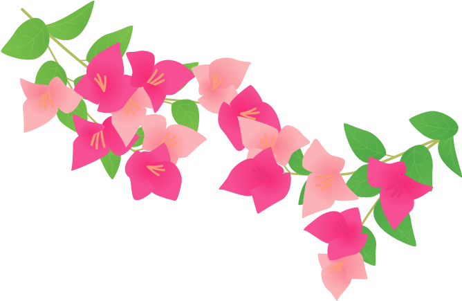 Bougainvillea Plants Petal - ブーゲンビリア イラスト (700x490)