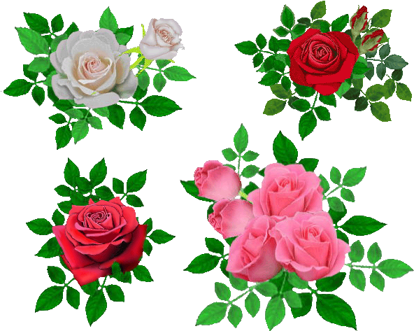 Garden Roses Cabbage Rose Beach Rose Flower Petal - Beach Rose (600x480)