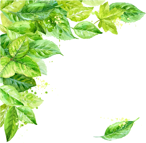 Leaf Frame Transparent Background - Watercolor Leaves Frame Png (570x477)