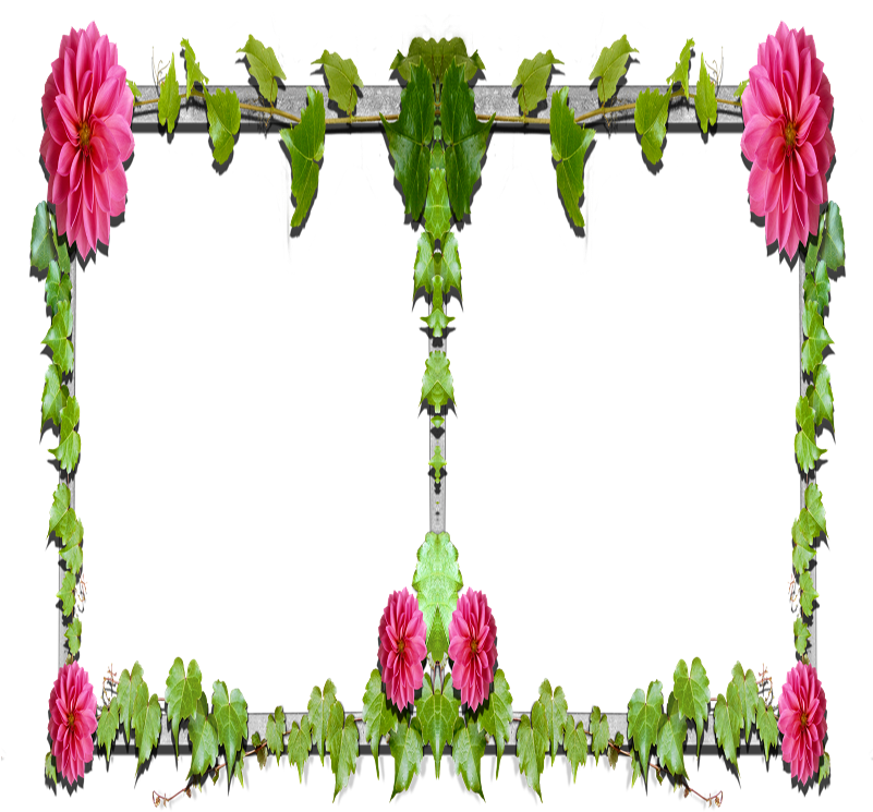 Floral Design Garden Roses Cut Flowers Petal Plant - Garden Roses (800x800)