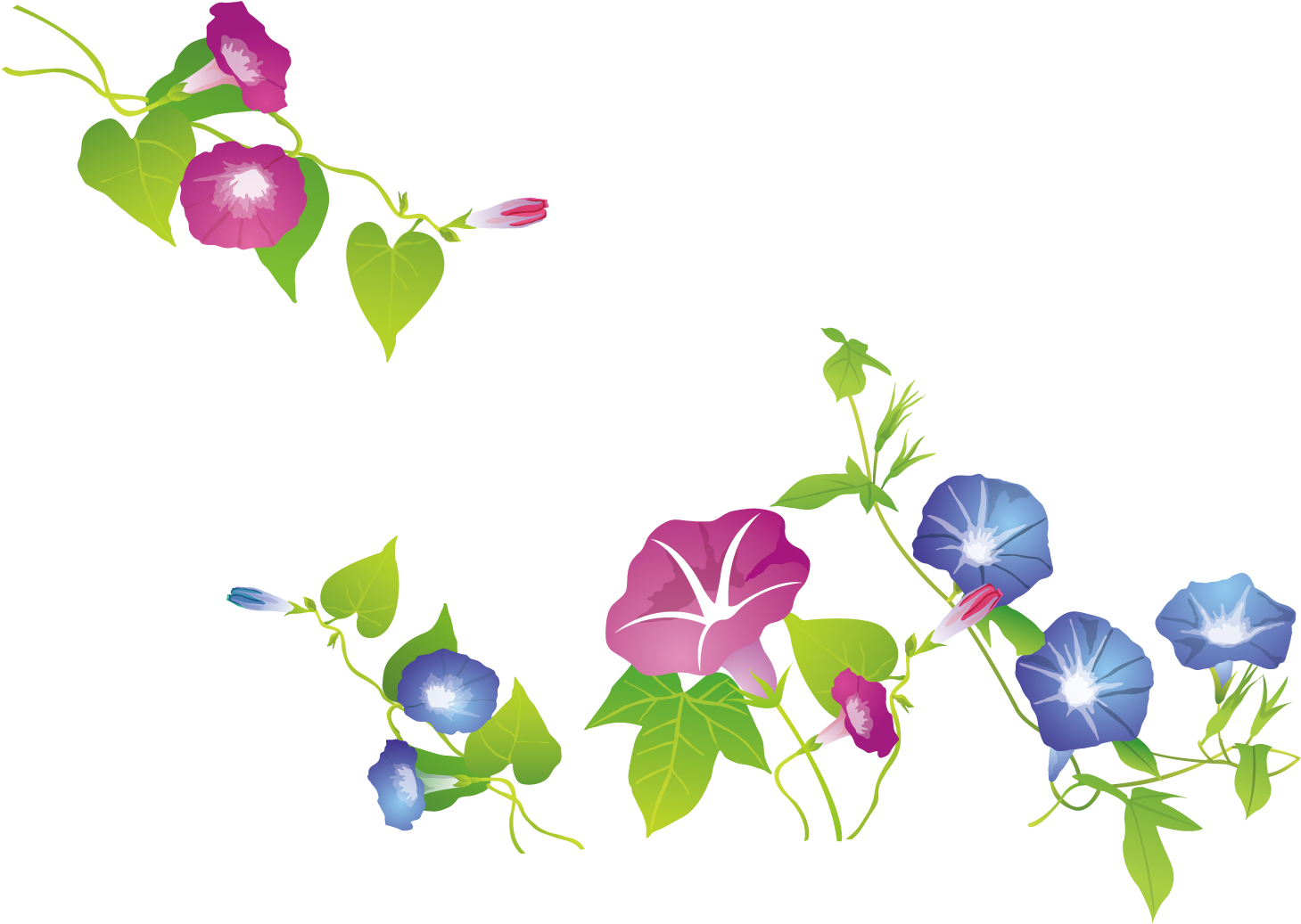 Ipomoea Nil Flower - 牵 牛 花 矢量 图 (1500x1501)