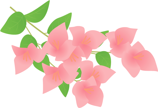 Bougainvillea Petal Plant Flower - ブーゲンビリア イラスト (700x490)
