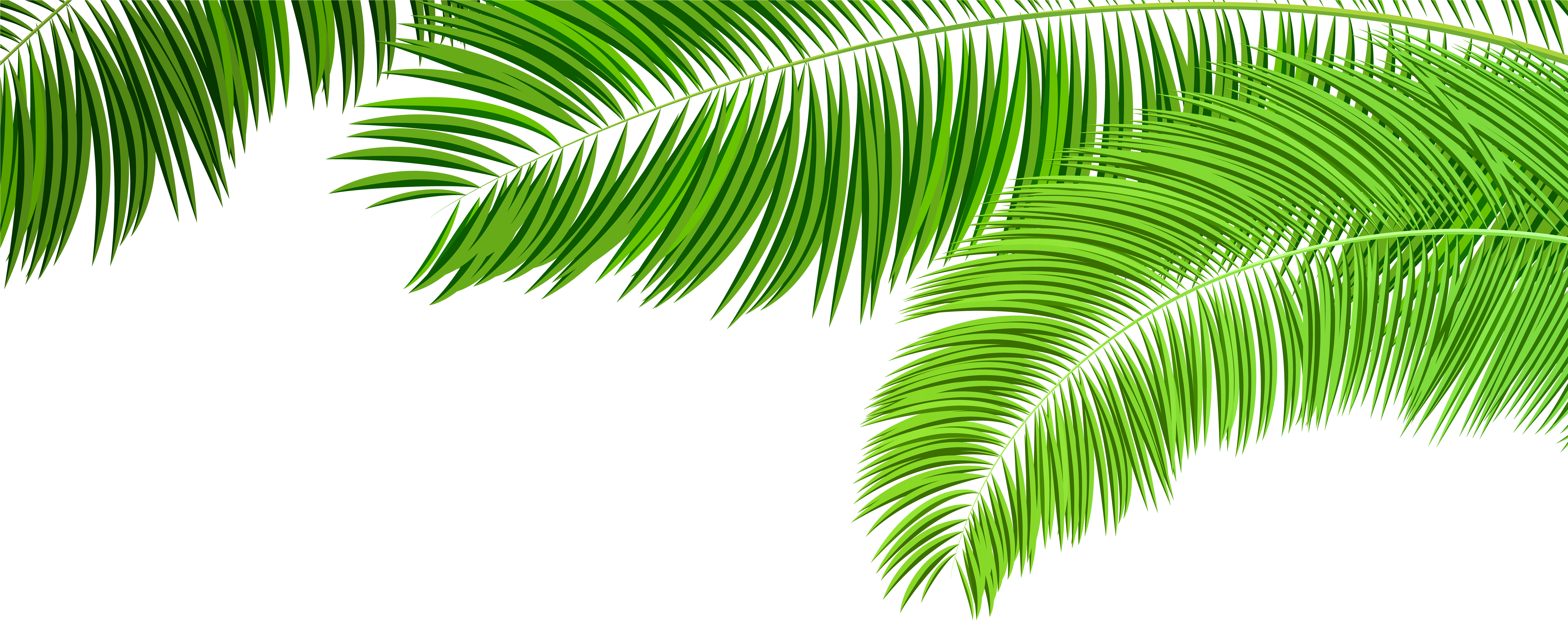 Palm Branches Decoration Png Clip Art Image - Palm Branches Decoration Png Clip Art Image (8000x3252)