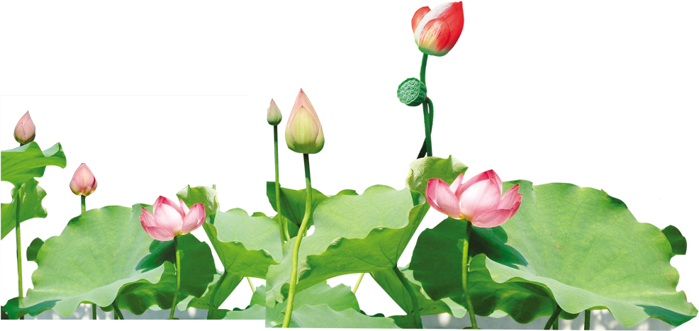 Ink Petal Pond - Pond (1000x623)