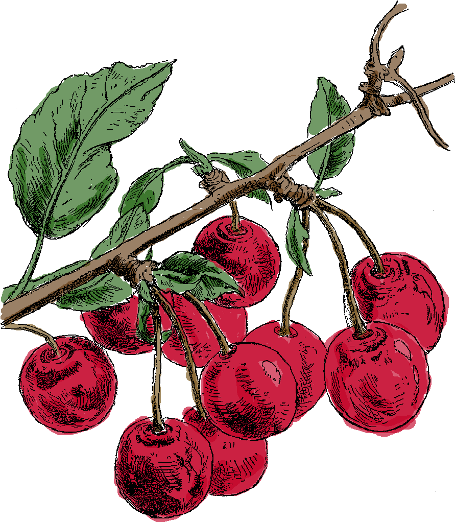 Digital Cherry Clip Art - Fruit (984x1271)