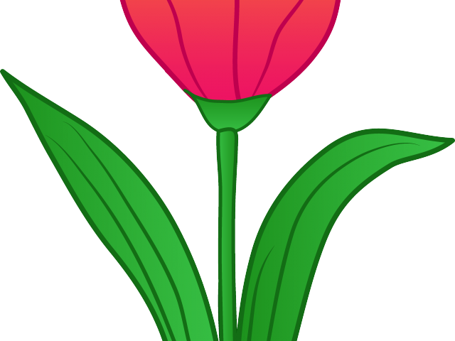 Tulip Clipart Tulip Flower - Clip Art (640x480)