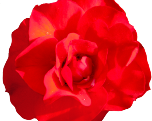 Red Rose Clipart Head - Garden Roses (640x480)