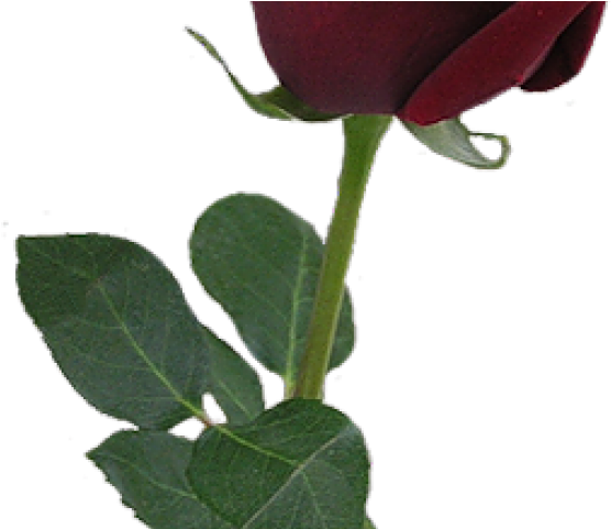 Red Rose Clipart Rosebud - Botao De Rosa Png (640x480)