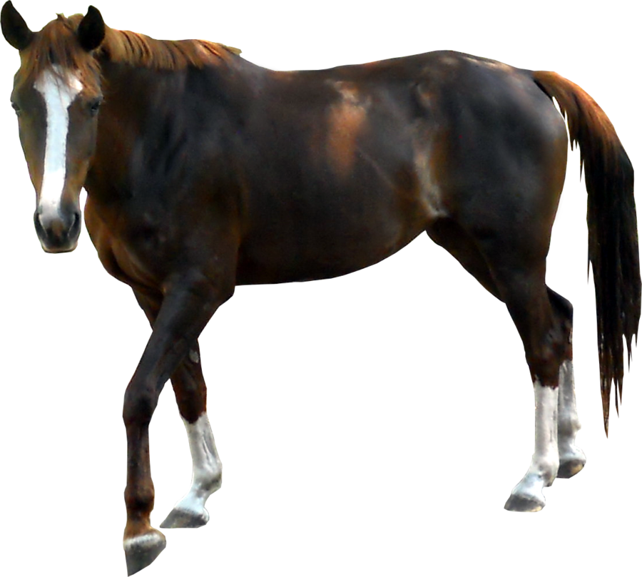 Brown Horse Png Clipart - Transparent Horse (900x809)