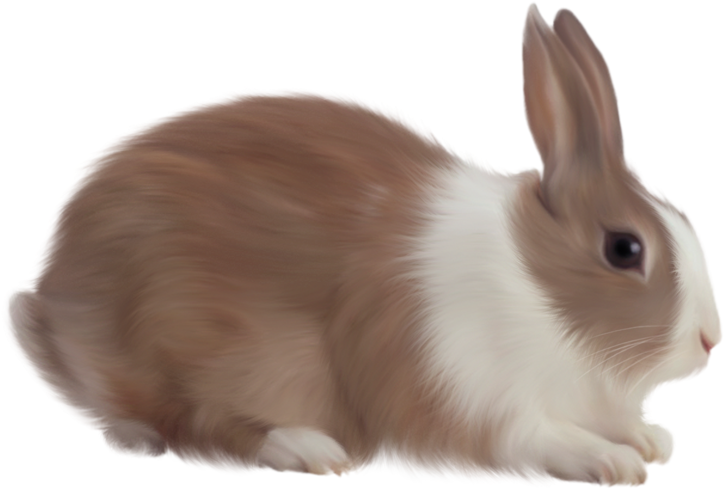 Rabbit Seven - Rabbit Png (1500x993)