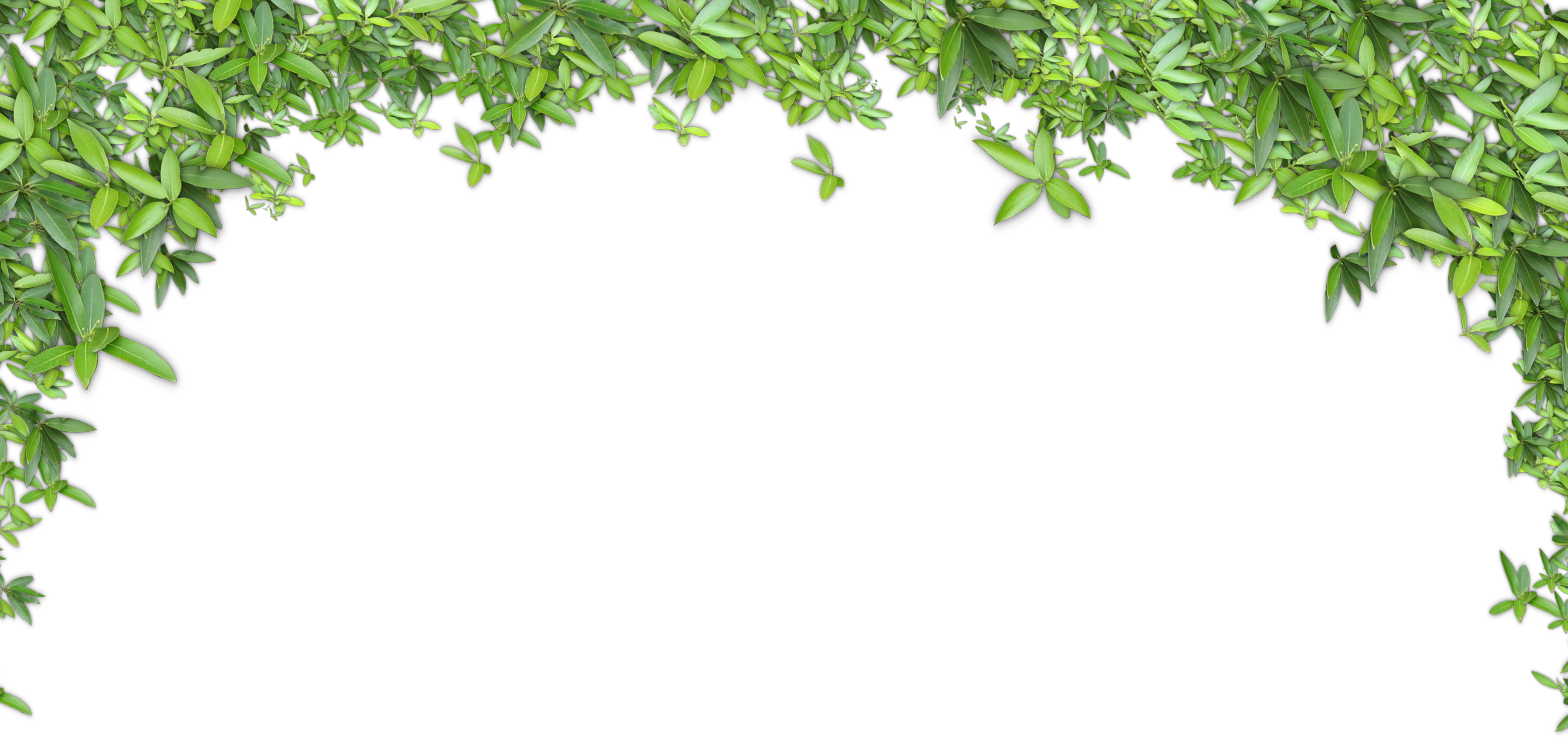 Green Leaves Background - Green Leaves Background (3600x1695)
