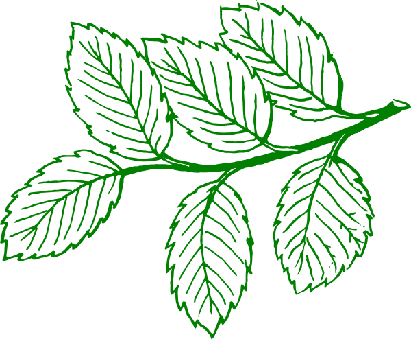 Ash Tree Leaf Vector (600x494)