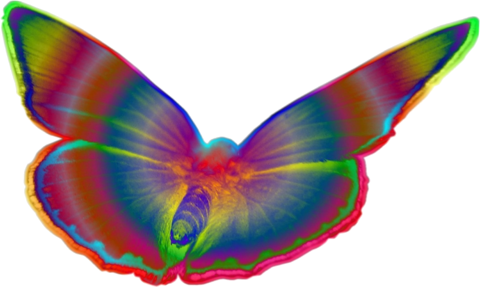 Popart Bunt Schmetterling Farbe Blumen - Popart Bunt Schmetterling Farbe Blumen (1645x1014)