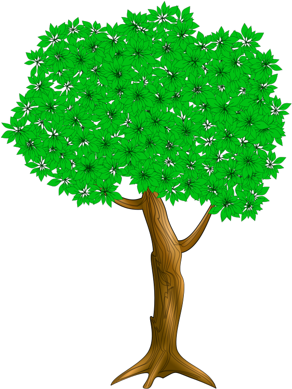 Medium Image - Nut Tree (606x800)