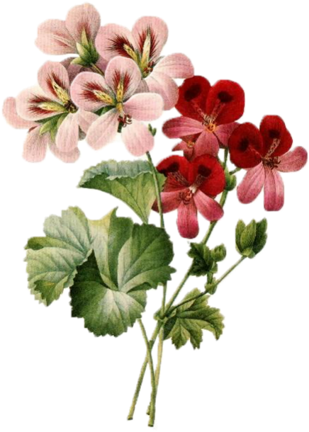 Flower Bouquet Vintage Clothing Floral Design Clip - Vintage Flower Pattern Png (524x800)