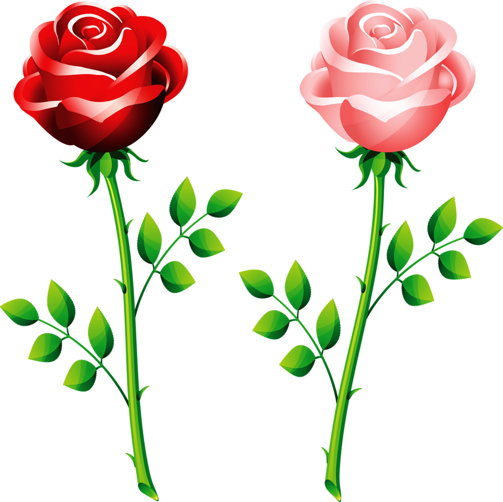 Flôres - Rose Vector (1024x1023)