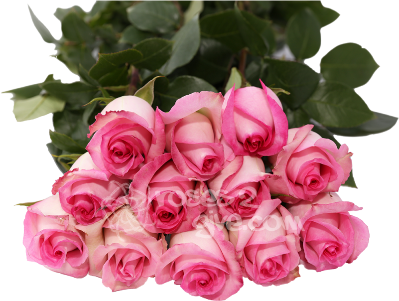 2x1-classic Pink - Best Seller - Rose (800x800)