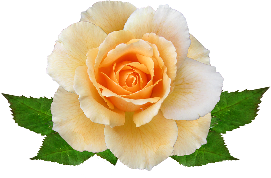 Rose, Flower, Autumn, Bloom - Rose (960x612)