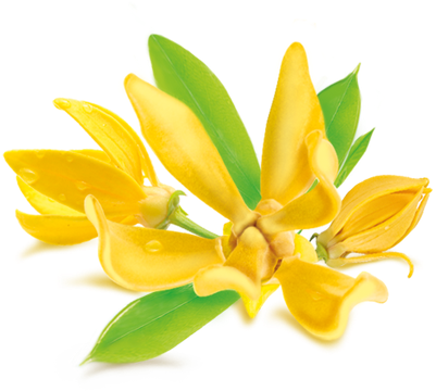 Flower Clipart Ylang Ylang - Eterično Ulje Ylang Ylang (498x434)