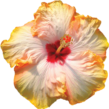 First Kiss™ - Hibis Kiss (450x450)