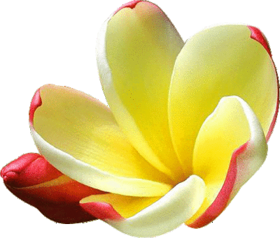 Similiar Red And Yellow Flowers Clip Art Keywords - Red Bud Flowers Gif (400x341)