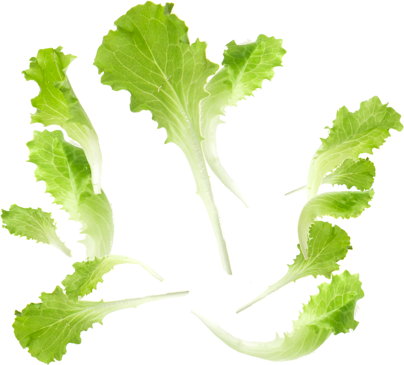 Baby Leaf Fourth Range - Hojas De Lechuga Pgn (1600x1650)