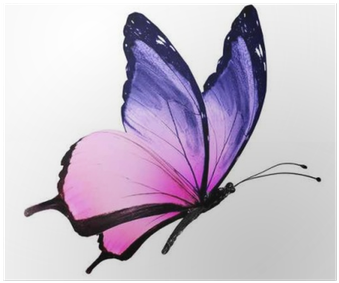 Color Butterfly Flying, Isolated On White Poster • - Pink And Purple Butterfly (400x400)