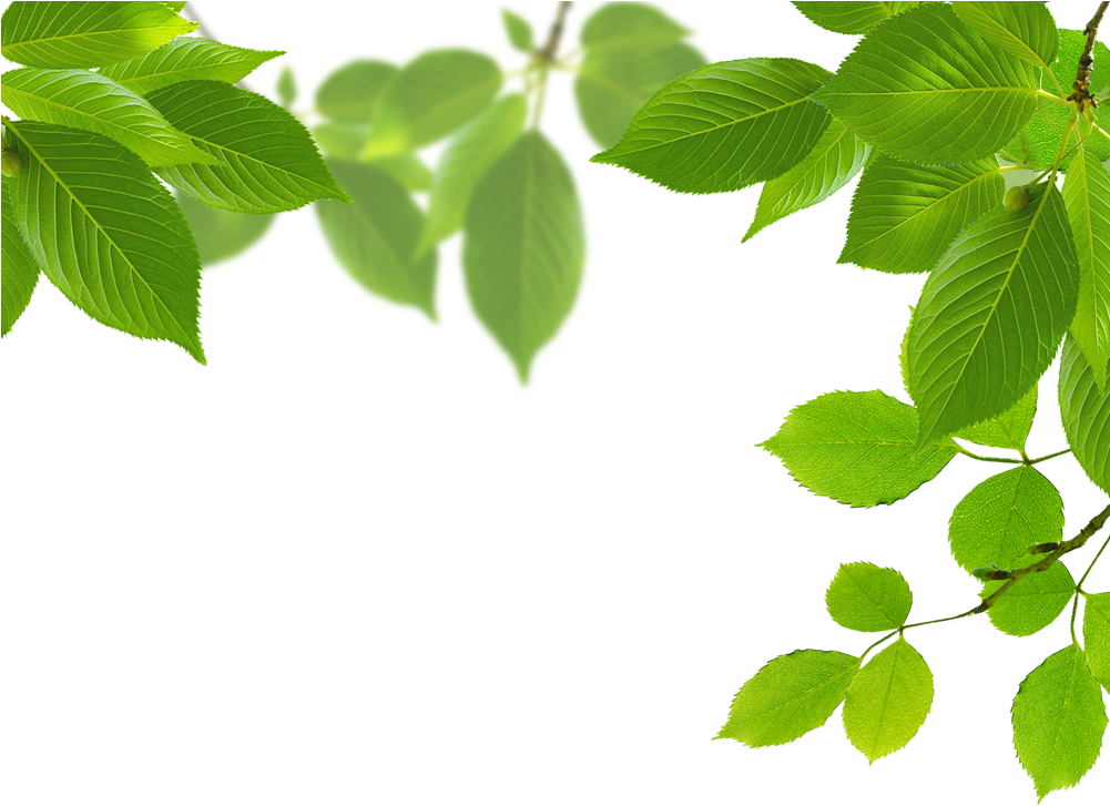 Download Leaf Green - Portable Network Graphics (1000x1000)