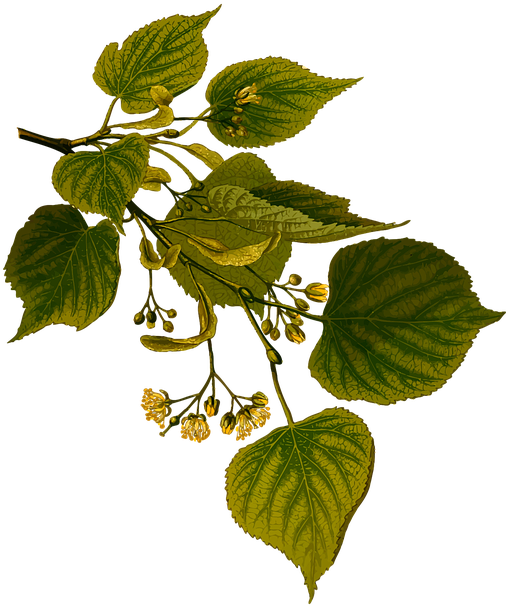 Herbal Leaf Cliparts 16, Buy Clip Art - Lime Tree Botanical Drawing (603x720)