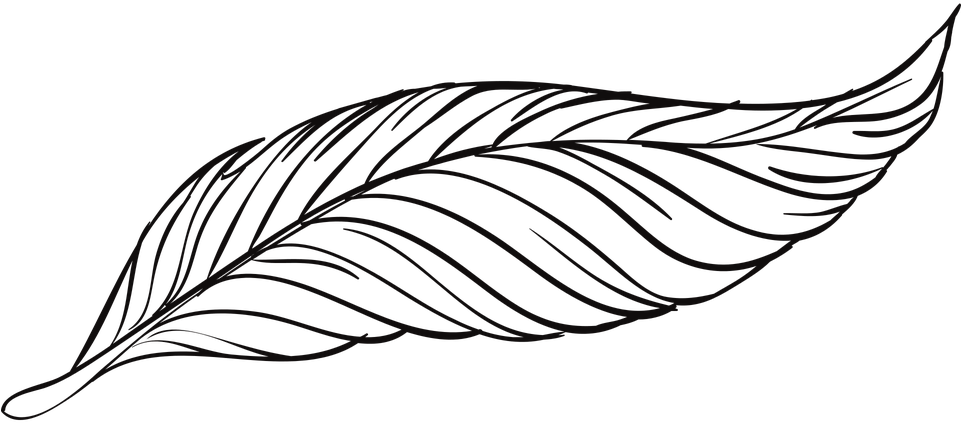 Ручка, Перья, Птица, Животное, Красивая, Павлин - Peacock Feather Line (960x480)
