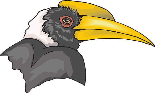 Head, Bird, Beak, Feathers, Breed - Hornbill Clipart (960x577)