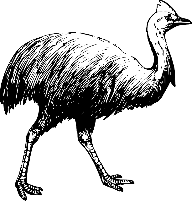 Drawing, Bird, Long, Walking, Neck, Feathers, Cassowary - Cassowary Coloring Page (613x640)