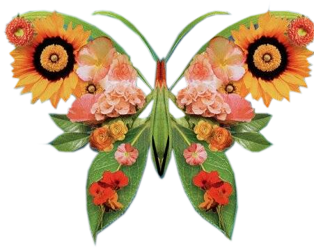 Multicolor Butterflies - Butterflies And Moths (490x389)