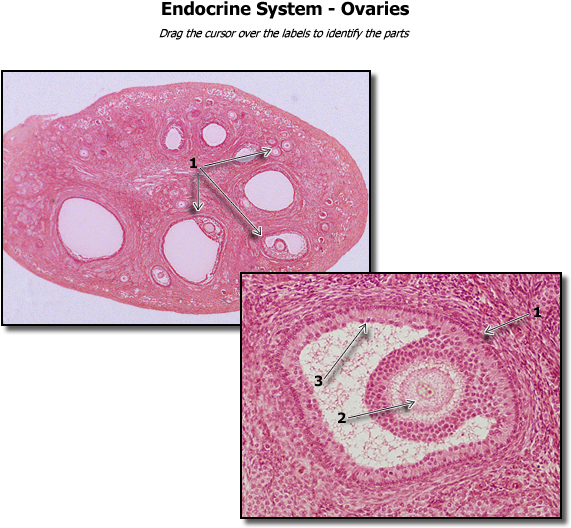 Ovaries Histology - Human Ovary Histology (600x575)