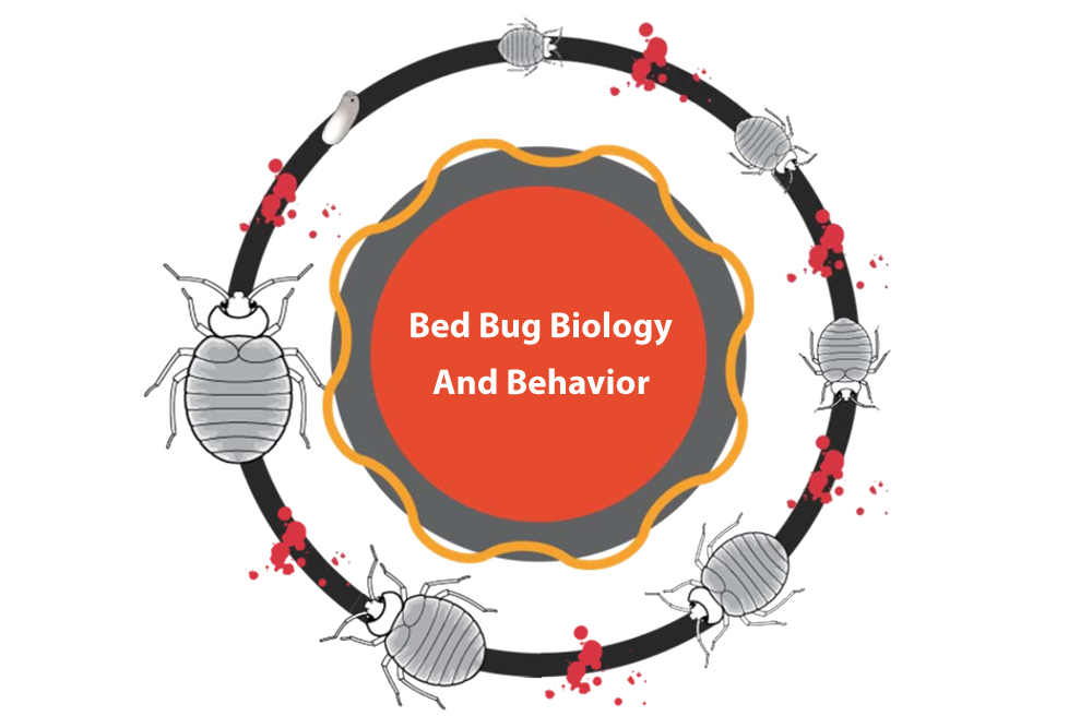 If You Are Looking For More Information On The Subject - Medalla Centenario Batalla De Vitoria (1000x667)