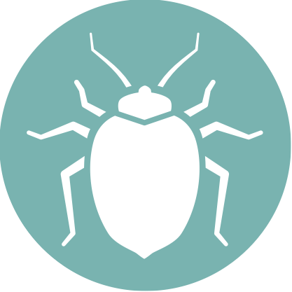 Bedbugs Are Small Insects That Can Live In Cracks And - Bed Bug (417x417)