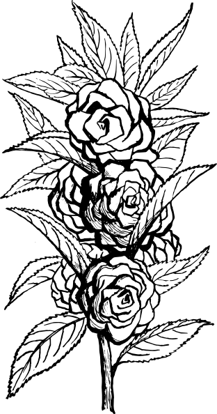 Black And White Floral Clip Art - Black And White Png Flowers (312x594)