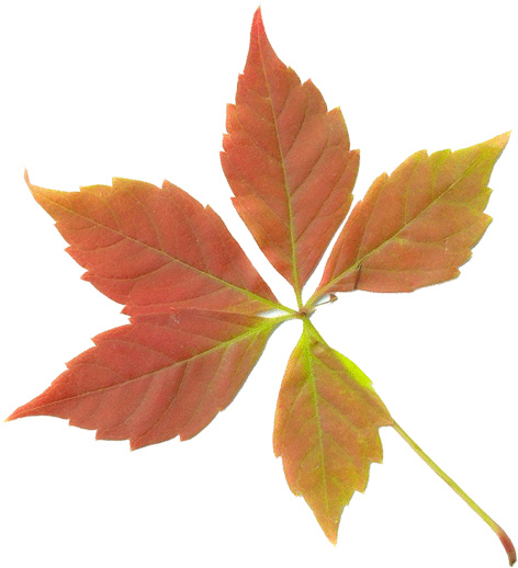 Grnleaf Maple Leaf Oak - Fall Leaf (591x591)