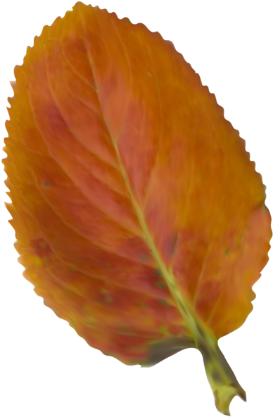 Beautiful Autumn Leaf Png Clipart Picture - Sweet Birch (412x600)