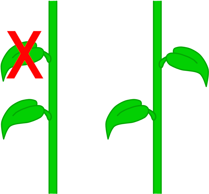 Leaf Arrangements - Golden Angle (782x740)