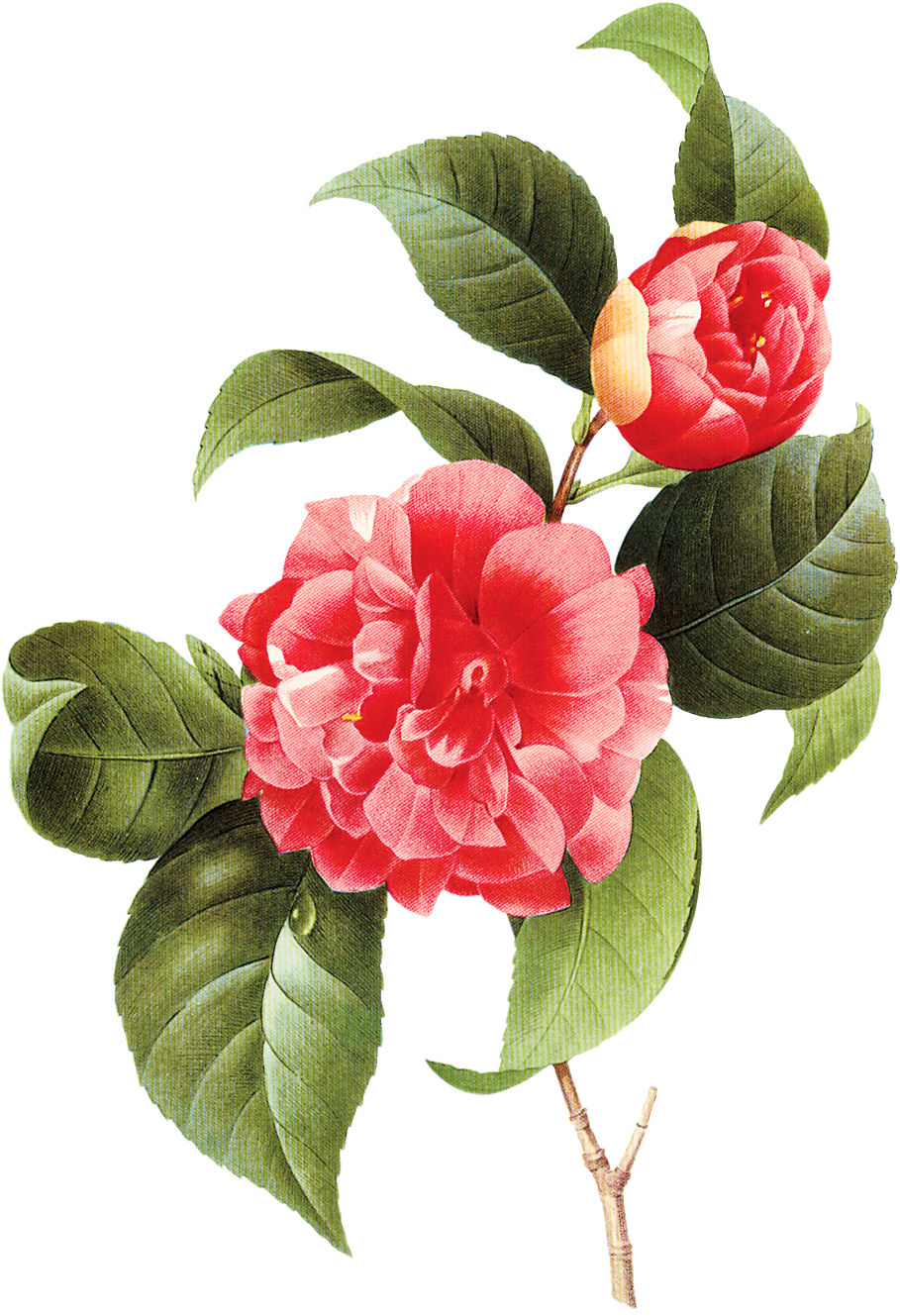 Go To Image - Vintage Flowers Camellias By Redoute Oval Ornament (944x1365)