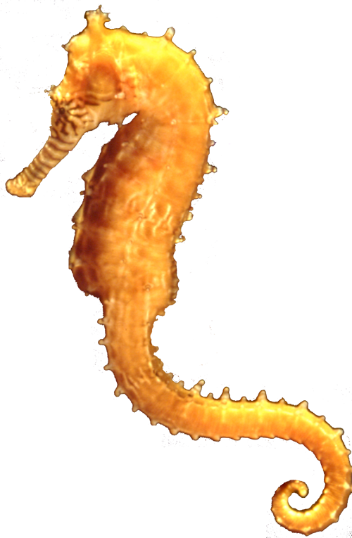 To Be Able To Fund The Course And To Help Fund Future - Northern Seahorse (500x765)
