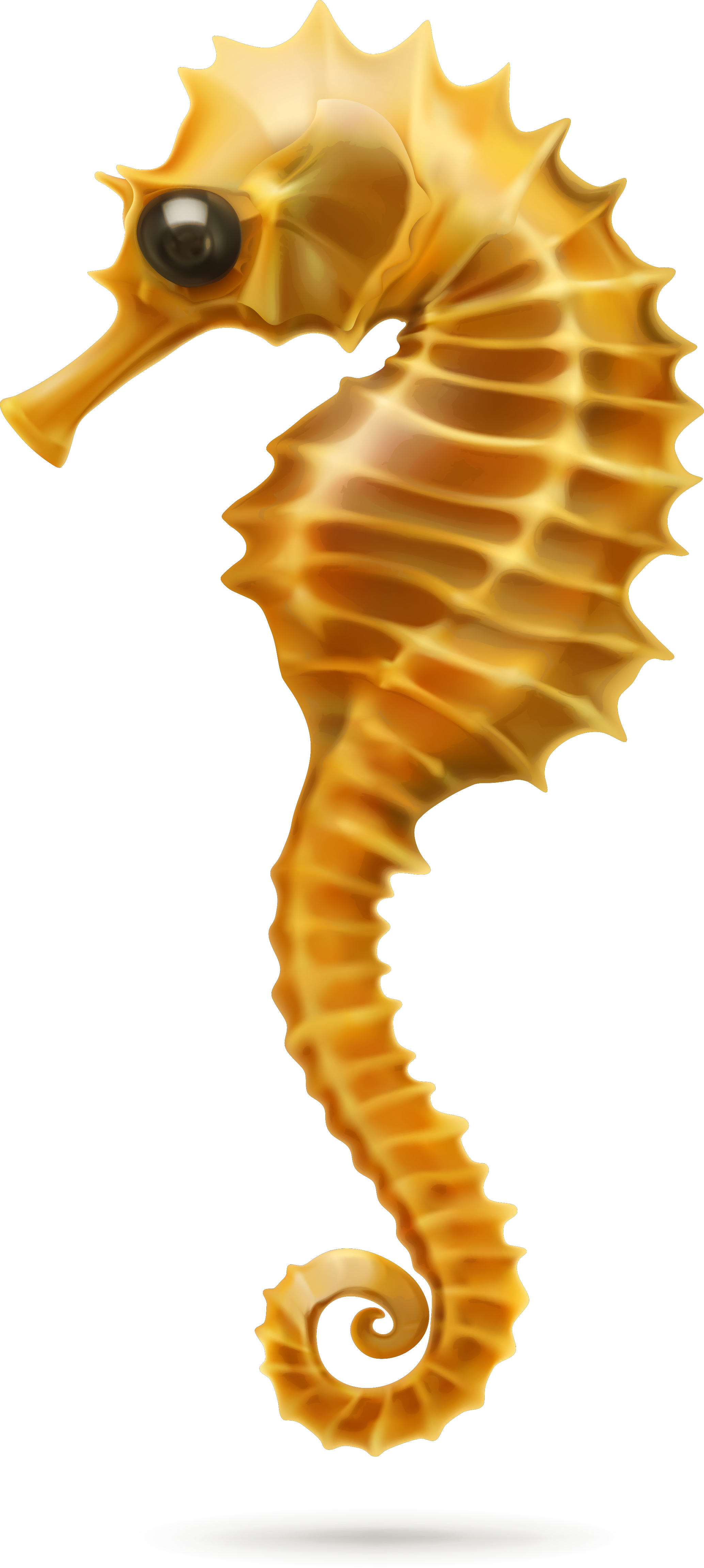 Hippocampus 2067*4607 Transprent Png Free Download - Seahorse White Background (2067x4607)